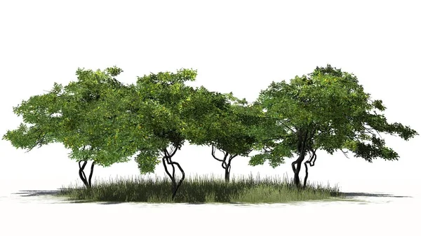 birkaç farklı limon ağaçları yeşil çim - beyaz arka plan üzerinde izole meyve ile