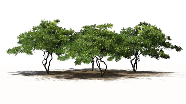 bir kum alanında - beyaz arka plan üzerinde izole meyve ile birkaç farklı limon ağaçları