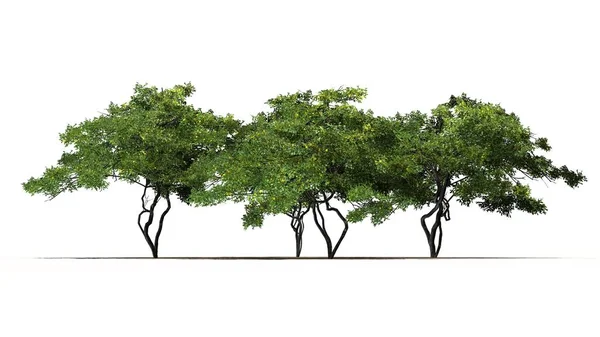 Birkaç Farklı Limon Ağaçları Kum Zemin Beyaz Arka Plan Üzerinde — Stok fotoğraf