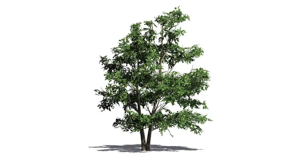 Albero Stewartia Coreano Con Ombra Sul Pavimento Separato Sfondo Bianco — Foto Stock