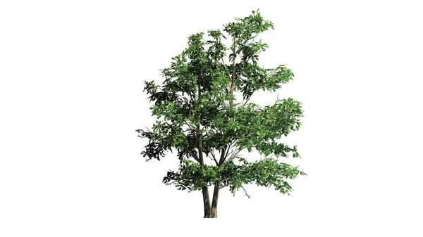 Albero Stewartia Coreano Separato Sfondo Bianco — Foto Stock