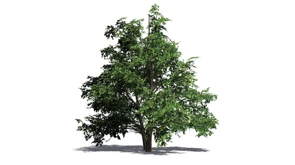 Yerdeki beyaz arka plan üzerinde ayrılmış - gölgeli tek Kore Stewartia ağaç