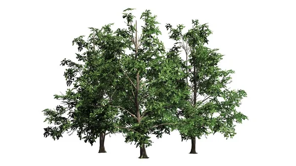 Kore Stewartia ağaç küme - beyaz arka plan üzerinde ayrılmış