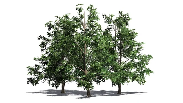 Kore Stewartia ağaç küme yerdeki beyaz arka plan üzerinde ayrılmış - gölgeli