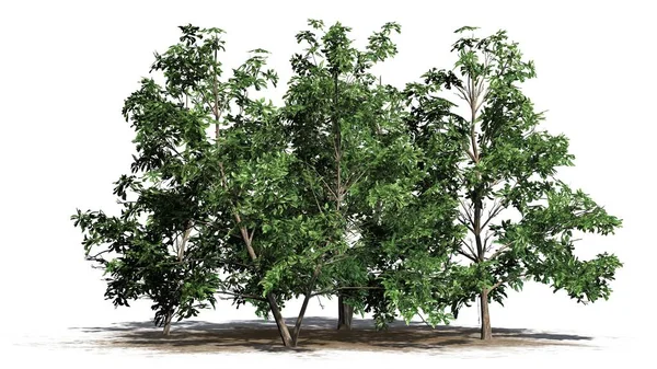 Кілька Різних Корейська Stewartia Дерева Піску Площа Розділені Білому Тлі — стокове фото
