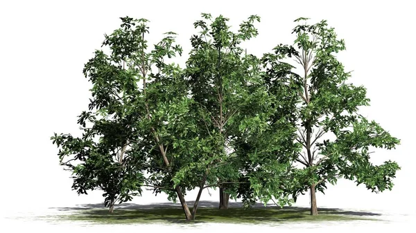 Mehrere Verschiedene Koreanische Stewartia Bäume Auf Einer Grünfläche Getrennt Auf — Stockfoto