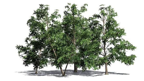 Кілька Різних Корейська Stewartia Дерева Тінь Підлозі Розділені Білому Тлі — стокове фото