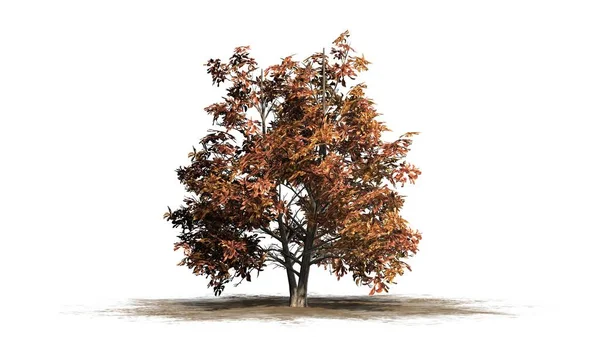 Корейська Stewartia Дерева Восени Піску Площа Розділені Білому Тлі — стокове фото