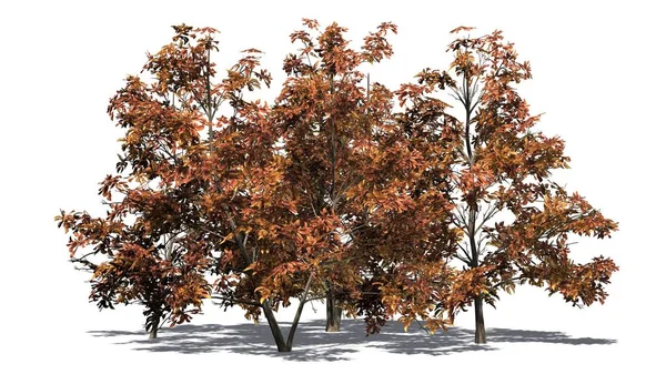 Корейська Stewartia Кластер Дерева Восени Тінь Підлозі Розділені Білому Тлі — стокове фото