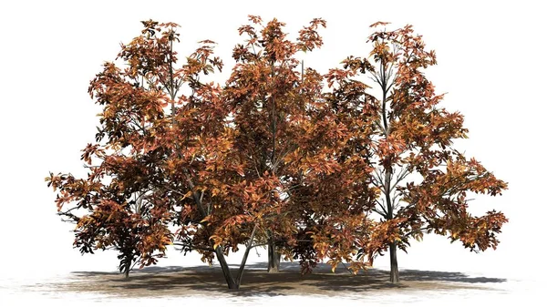 Korean Stewartia Tree Cluster Herbst Auf Einer Sandfläche Getrennt Auf — Stockfoto