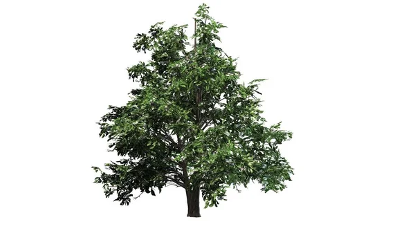 Kore Stewartia ağaç bahar - beyaz arka plan üzerinde ayrılmış