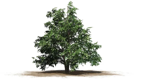 Kore Stewartia ağaç bahar beyaz arka plan üzerinde ayrılmış bir kum alanında-