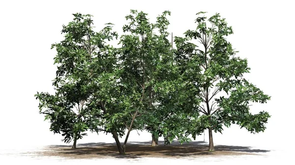 Kore Stewartia ağaç kümede beyaz arka plan üzerinde ayrılmış bir kum alanı - bahar