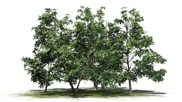 Kore Stewartia ağaç kümede beyaz arka plan üzerinde ayrılmış bir yeşil alan - bahar