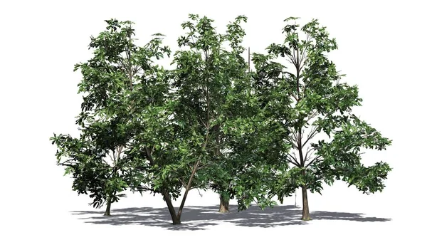 Kore Stewartia ağaç kümesinde gölge beyaz arka plan üzerinde ayrılmış yerde - yaylı