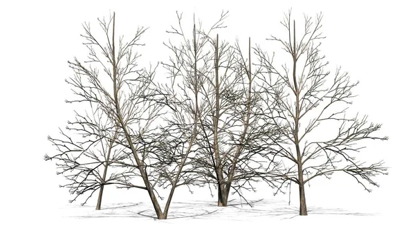 韩国的 Stewartia 树集群在冬天与阴影在地板上 分离在白色背景 — 图库照片