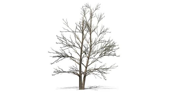 韩国的 Stewartia 树在冬天与阴影在地板上 分离在白色背景 — 图库照片
