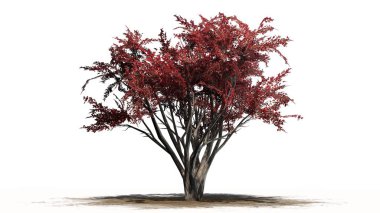 Beyaz arka plan üzerinde izole bir kum alanında - krep Myrtle Güz