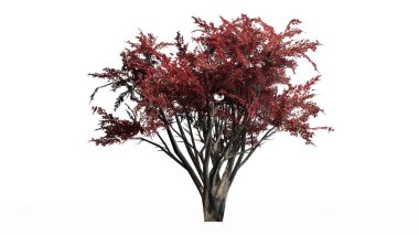 Krep Myrtle Güz - beyaz arka plan üzerinde izole