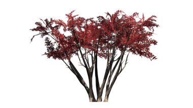 birkaç krep Myrtle Güz - beyaz arka plan üzerinde izole