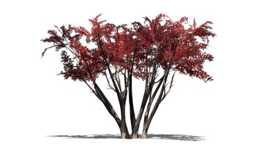 katta - beyaz arka plan üzerinde izole gölge ile sonbaharda birkaç krep Myrtle