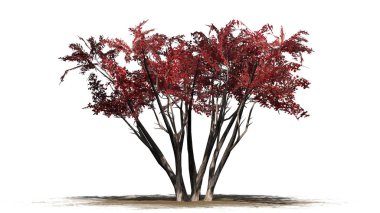 Beyaz arka plan üzerinde izole bir kum alanında - sonbaharda birkaç krep Myrtle