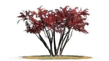 çim zemin - beyaz arka plan üzerinde izole sonbaharda birkaç krep Myrtle