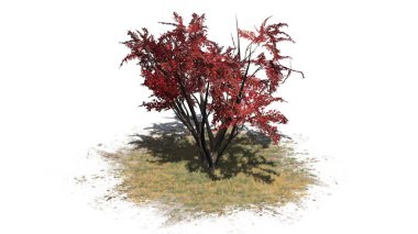 Krep Myrtle çim zemin - üstten görünüm - beyaz arka plan üzerinde izole sonbaharda