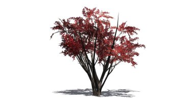 Krep Myrtle Güz katta - beyaz arka plan üzerinde izole gölgeli