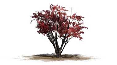 Beyaz arka plan üzerinde izole bir kum alanında - krep Myrtle Güz