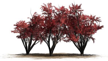 Sonbaharda krep Myrtle kümede bir kum alanı - beyaz arka plan üzerinde izole