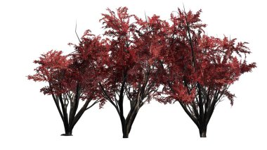 Krep Myrtle küme Güz - beyaz arka plan üzerinde izole