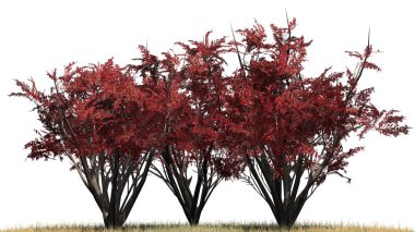 Sonbaharda krep Myrtle kümede çim zemin - beyaz arka plan üzerinde izole