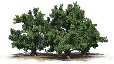 Avrupa kayını ağaç küme bir kum alanında - beyaz arka plan üzerinde izole