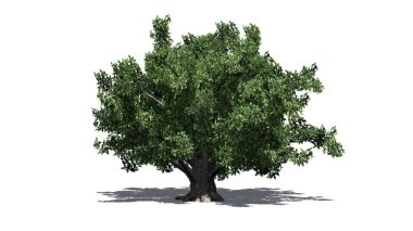 katta - beyaz arka plan üzerinde izole gölgeli tek Avrupa kayın ağacı