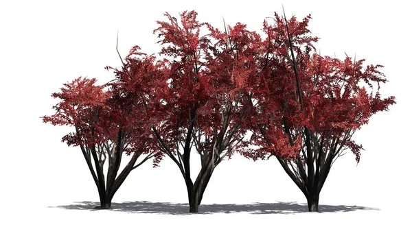 Crape Myrte Cluster Herbst Mit Schatten Auf Dem Boden Isoliert — Stockfoto