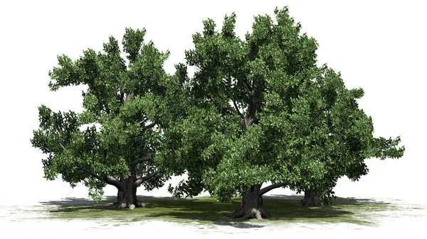 Buk Drzewo Klastra Zielonej Okolicy Białym Tle — Zdjęcie stockowe