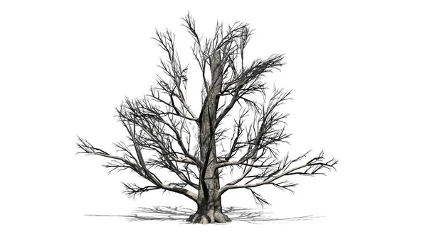 Faia Europeia Árvore Inverno Com Sombra Chão Isolado Fundo Branco — Fotografia de Stock