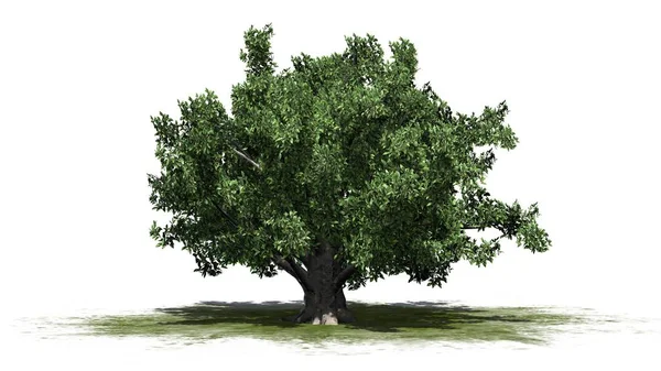 Single European Beech Tree Green Area Isolated White Background — Stock Photo, Image
