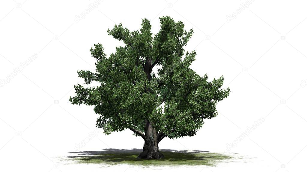 European Beech tree on a green area - isolated on white background