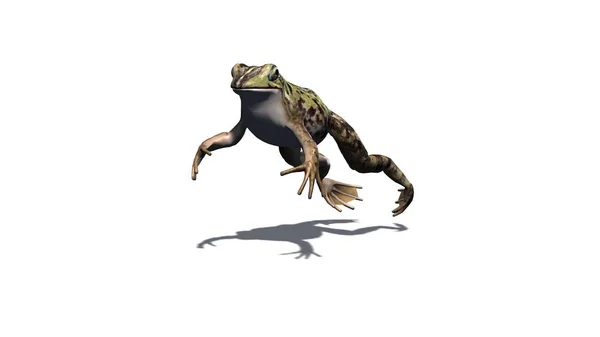 青蛙跳与阴影在地板上 隔离在白色背景 — 图库照片