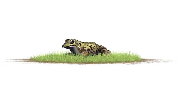 在草里坐着的青蛙 被隔绝的在白色背景 — 图库照片