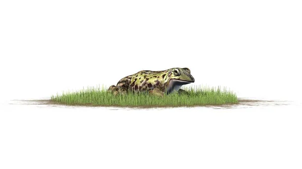 Grenouille Assise Dans Herbe Verte Isolée Sur Fond Blanc — Photo