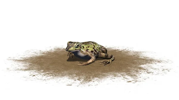 青蛙坐在沙子区域 被隔绝的在白色背景 — 图库照片