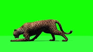 Cheetah resmin içine atlar - saldırıp - yeşil ekranda izole yer