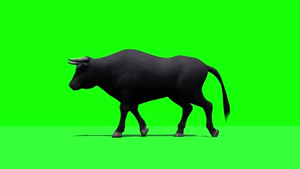 Bull Está Caminhando Vistas Diferentes Com Sombra Chão Tela Verde — Vídeo de Stock