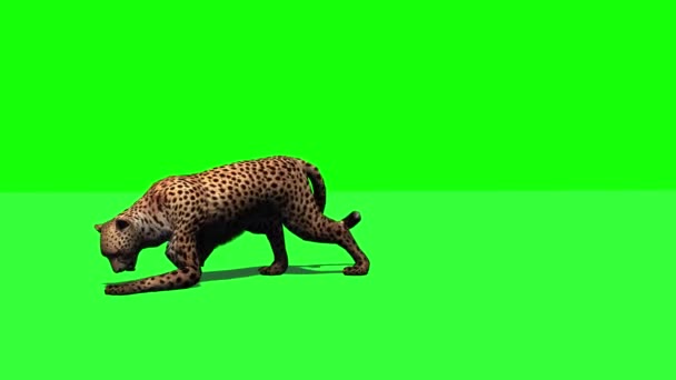 Cheetah Jumps Attacks Eats Green Screen — Stock Video