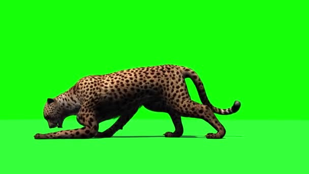 Cheetah Jumps Picture Attacks Eats Isolated Green Screen — Stock Video