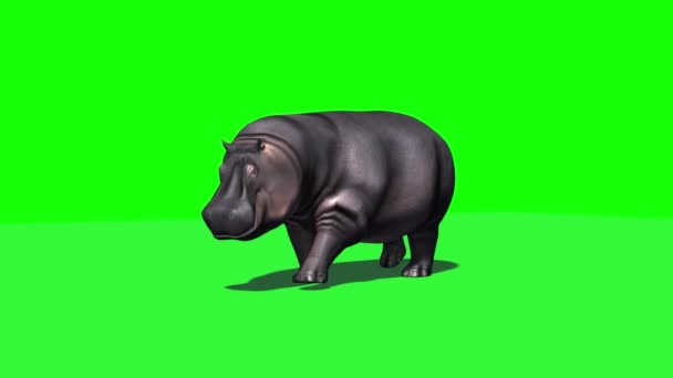 Hippopotame Marche Vues Différentes Avec Ombre Sur Sol Écran Vert — Video
