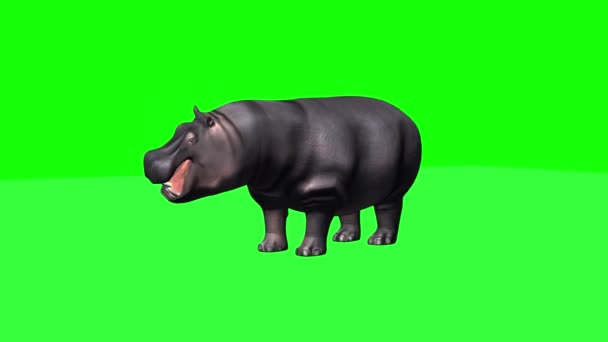 Hippopotamus Para Mira Alrededor Vistas Diferentes Pantalla Verde — Vídeos de Stock
